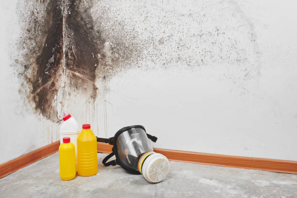 Best Post-Flood Mold Remediation in Eaton Estates, OH