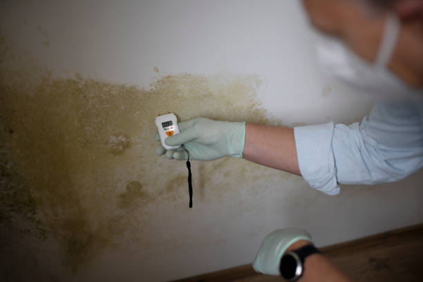 Trusted Eaton Estates, OH Mold Remediation Experts