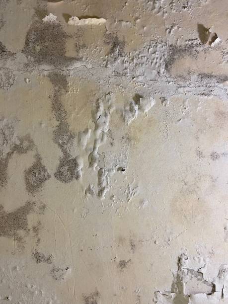 Best Insurance-Related Mold Remediation in Eaton Estates, OH