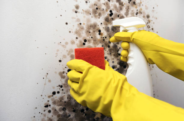 Best Basement Mold Remediation in Eaton Estates, OH