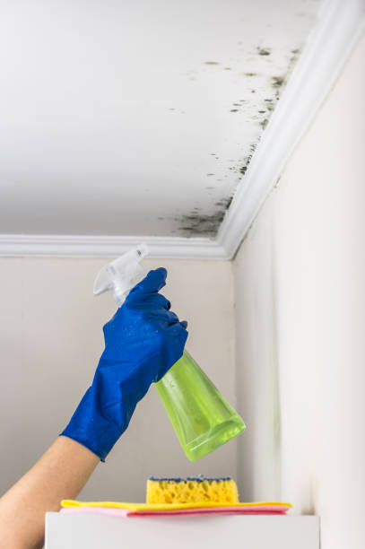 Best Industrial Mold Remediation in Eaton Estates, OH